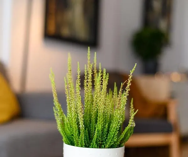 North Artistique - Aviatiei アパート